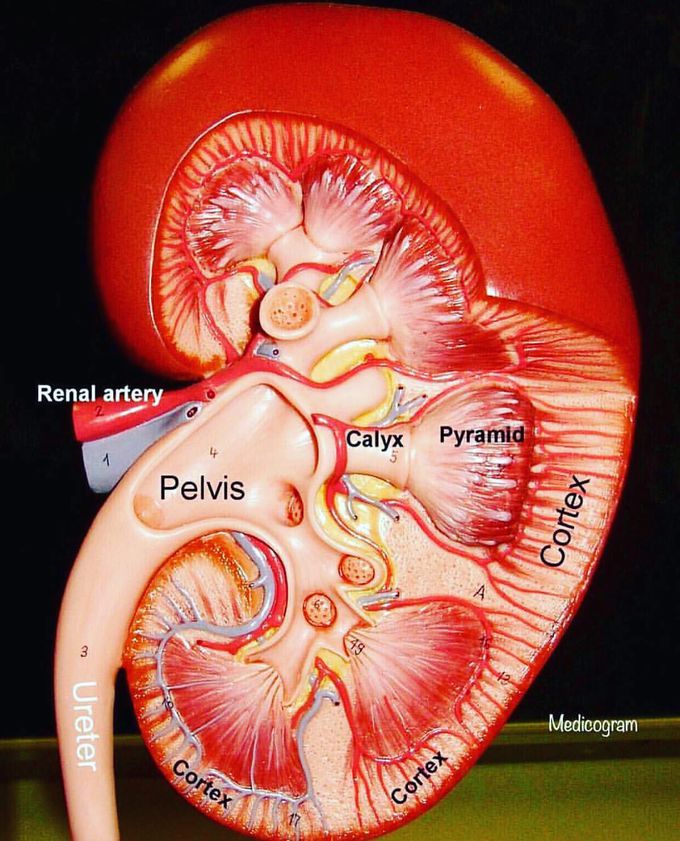 Kidney model with a coronal cut exposing the major structures associated with its functions!  
