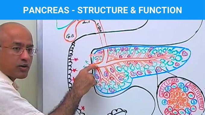 Pancreas - Structure & Function