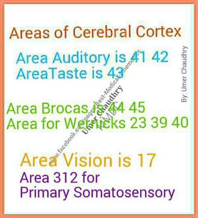 AREA OF CERRBRAL CORTEX