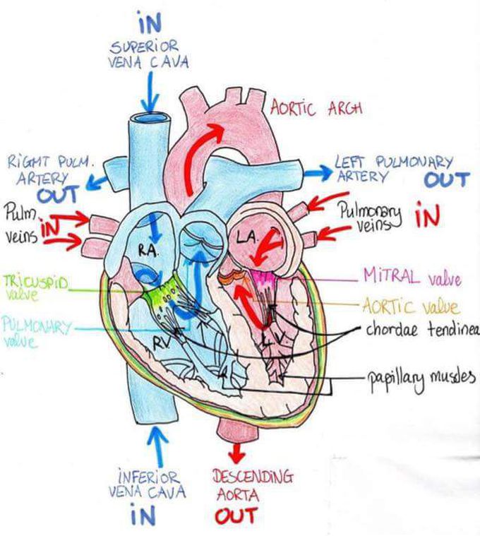 Blood supply of the heart ❤️