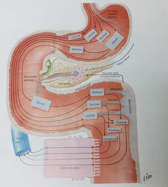 Digestion of carbohydrates