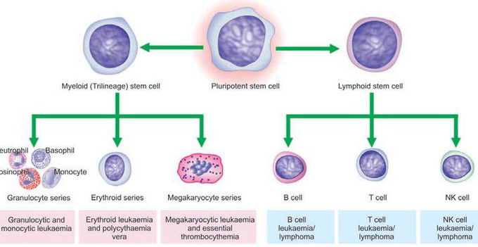 Myeloid cells - MEDizzy