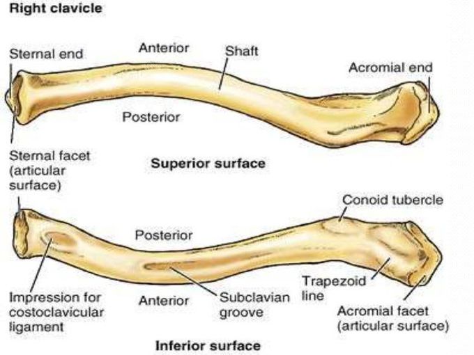 ANATOMY OF CLAVICLE