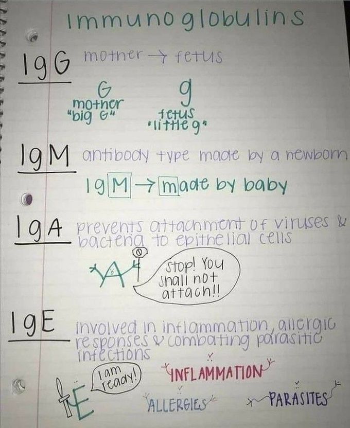 Immunoglobulins