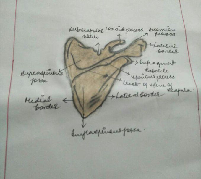 SCAPULA
