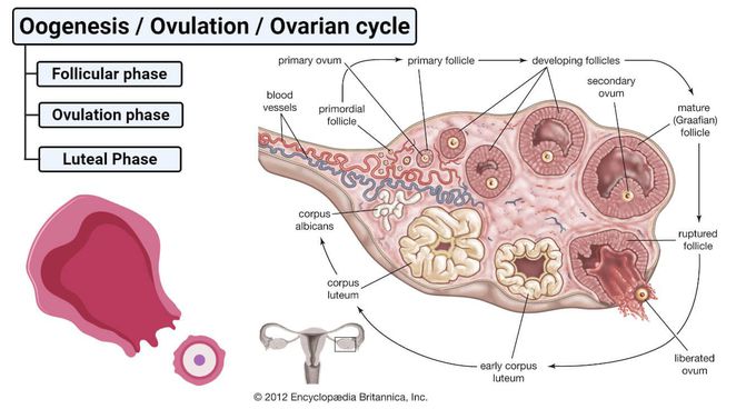 Diagrammatic Explanation of Ovarian Cycle