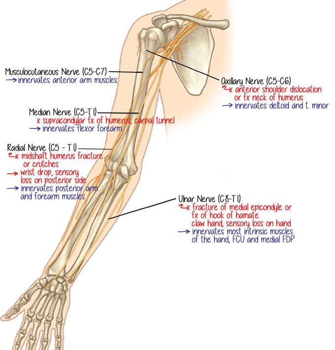 Major nerves of the upper extremity