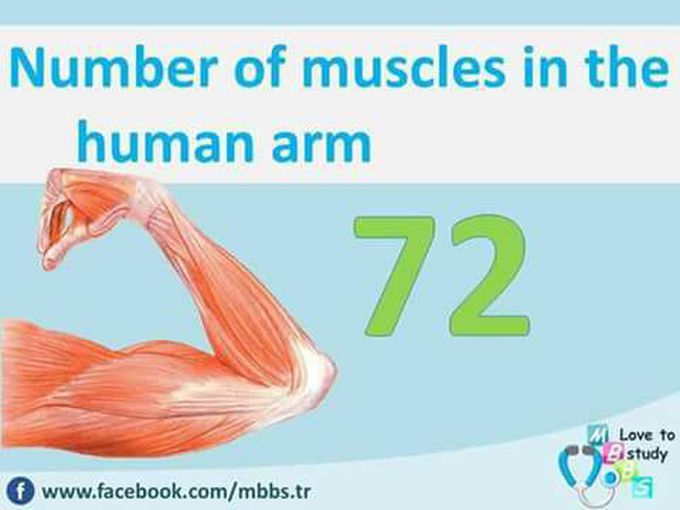 Muscles 💪