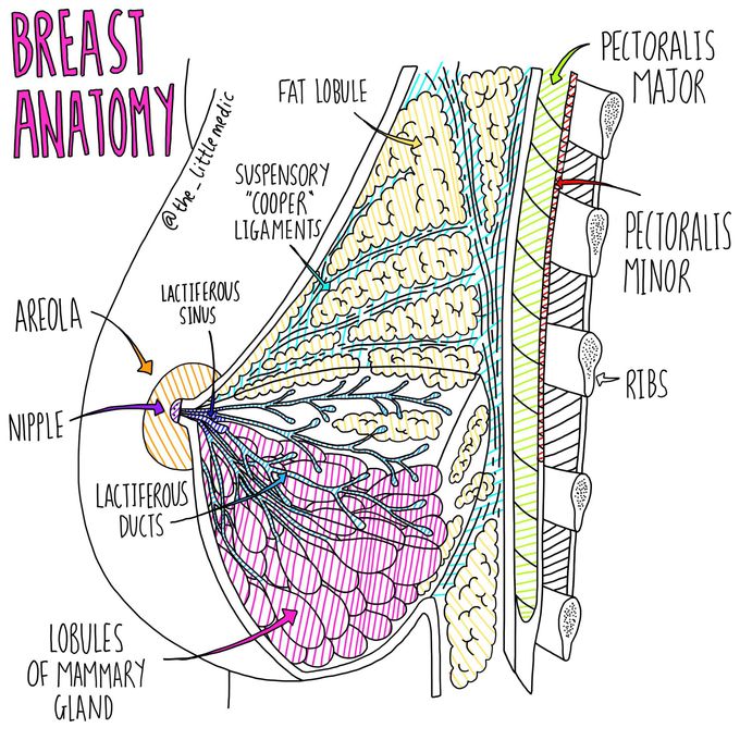 Anatomy of the breast