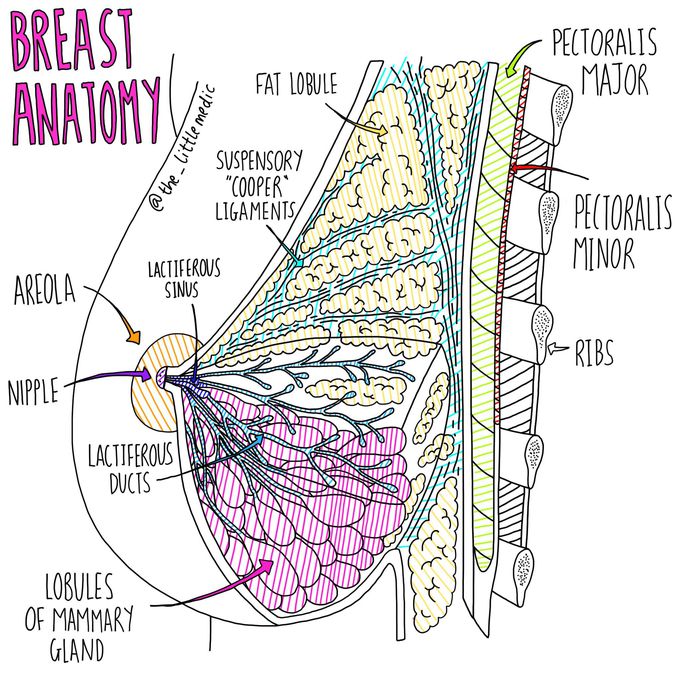 Breast Anatomy - MEDizzy