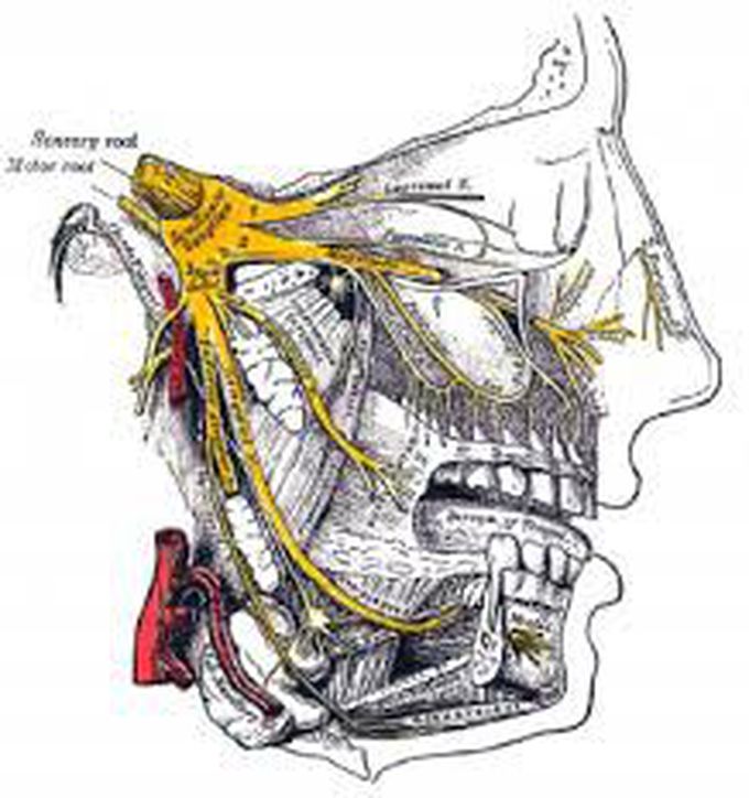 Trigeminal nerve