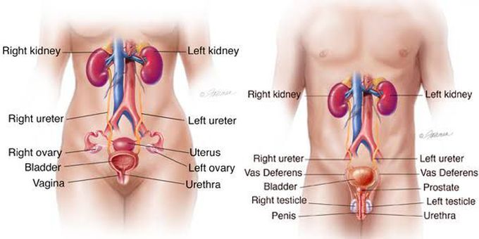 Symptoms of UTI