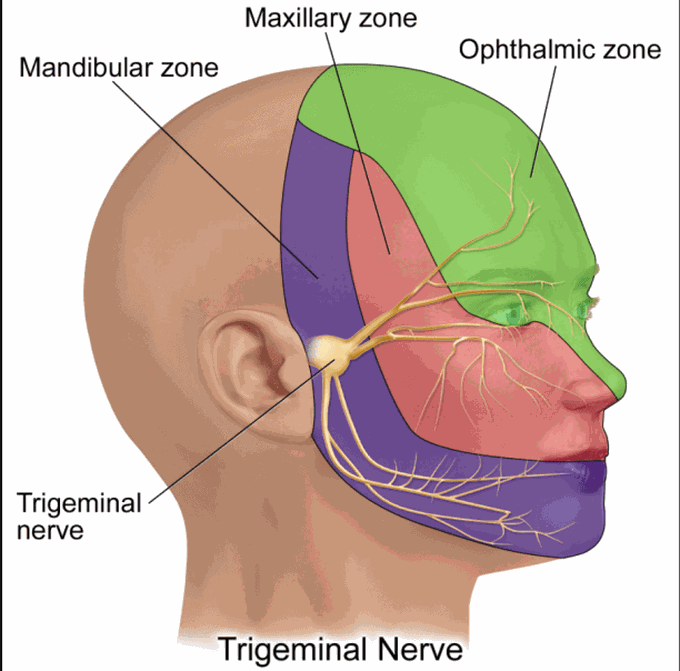 Branches of Trigeminal Nerve [CN V]