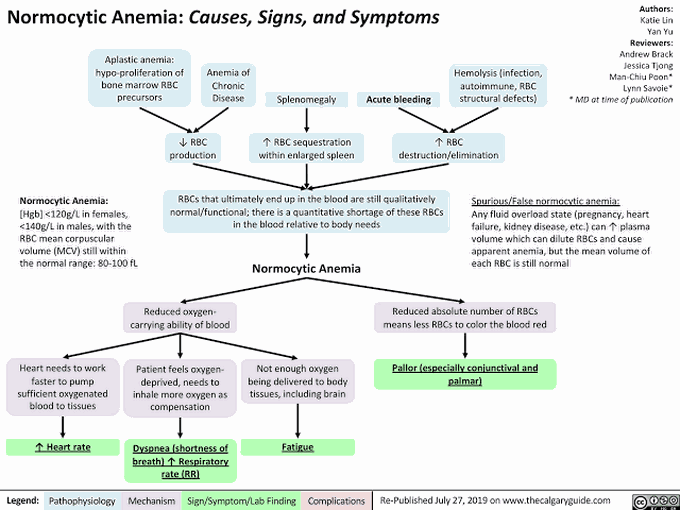 Normocytic Anemia