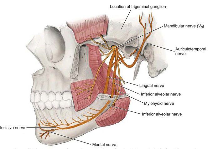 Mandibular teeth innervation