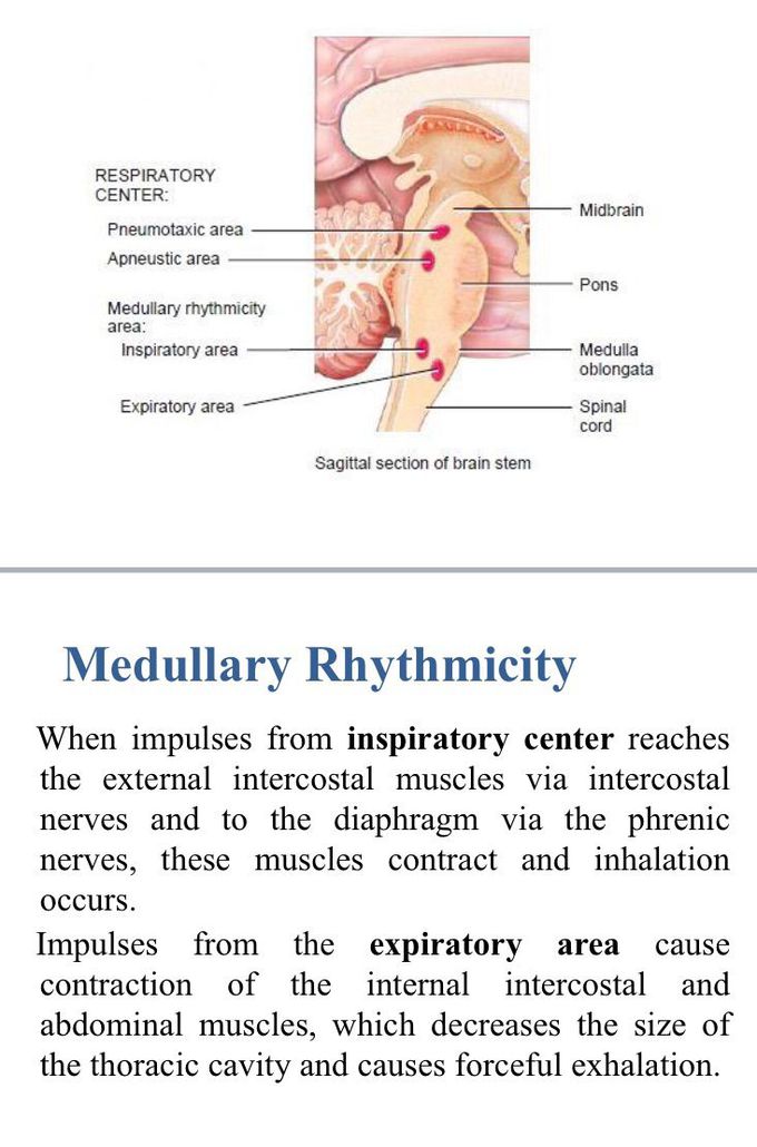 Medullary rhythmicty.😍😍