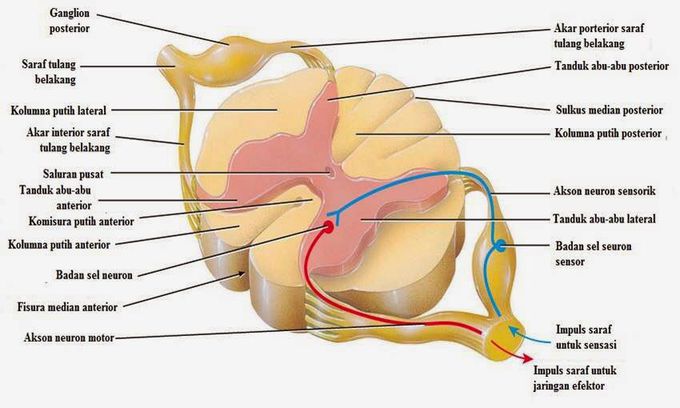 Medulla Spinalis