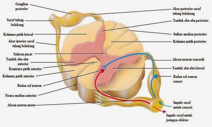 spinalis