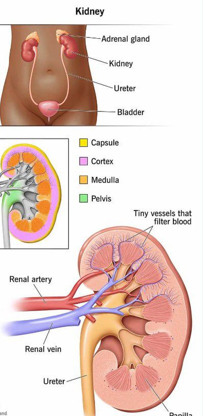 Anatomy of Kidney