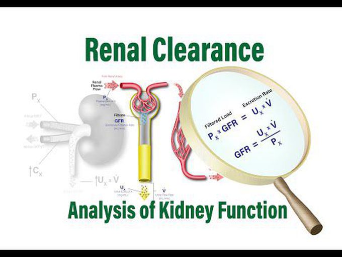 Renal Clearance