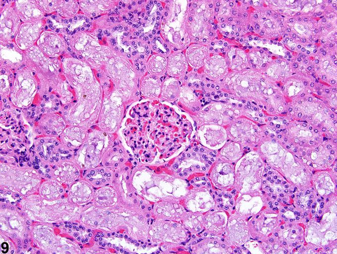 Which part histology