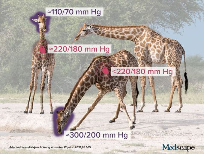 Giraffes' Cardiovascular Secrets ⁠
⁠