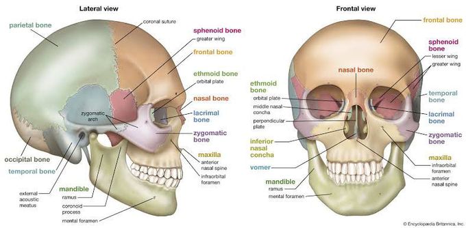 Skull Anatomy Medizzy 8655