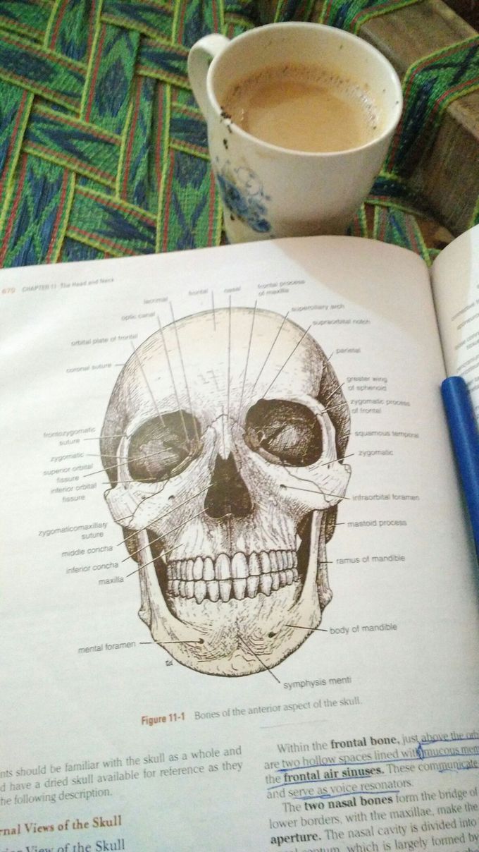 Head and neck
