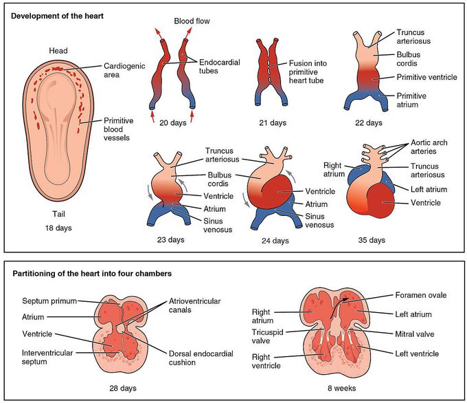 Heart development - Wikipedia