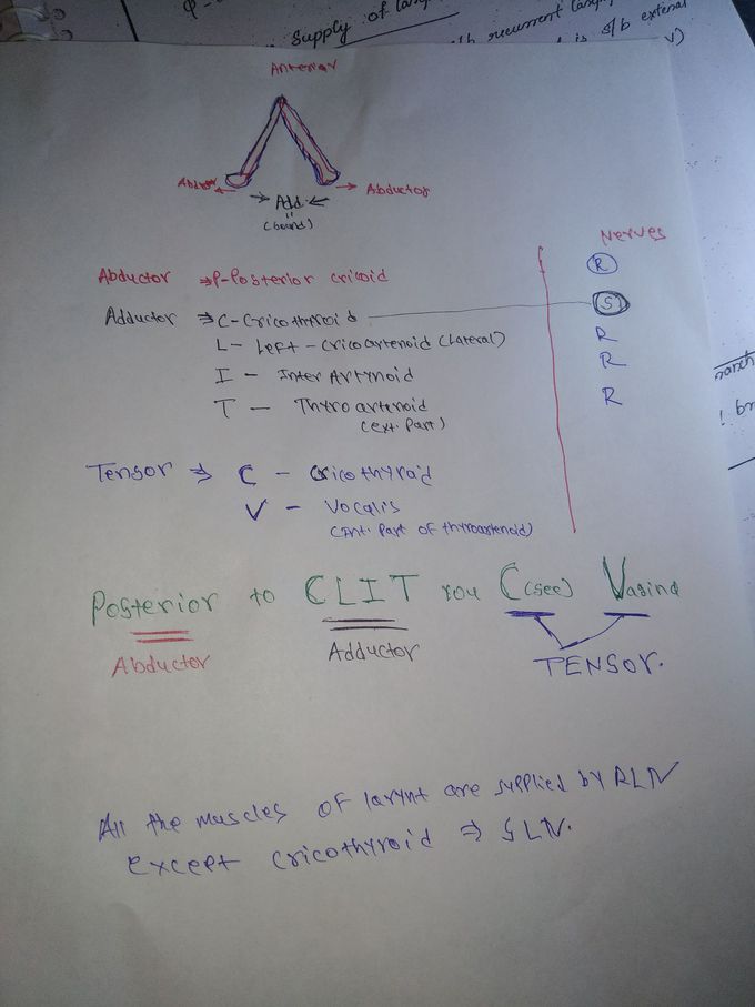 Posterior to CLIToris you C V agina