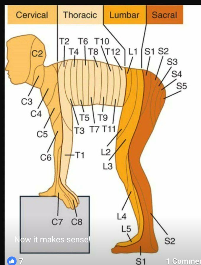 Full body nerve supply