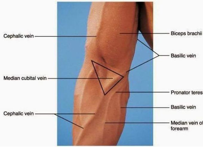 Veins