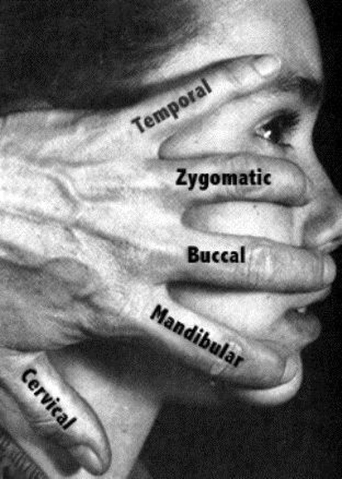 Branches of Facial nerve