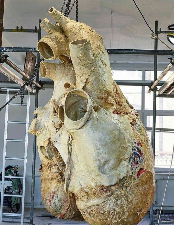 The heart of blue whale