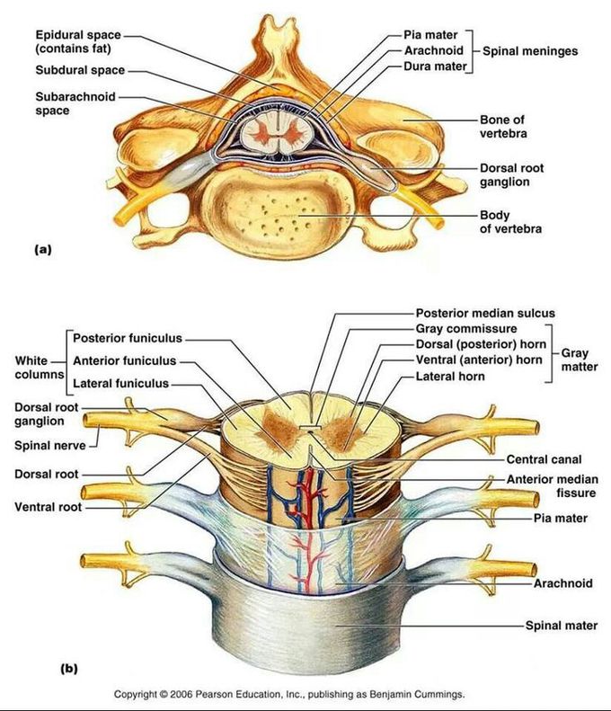 Spinal Column