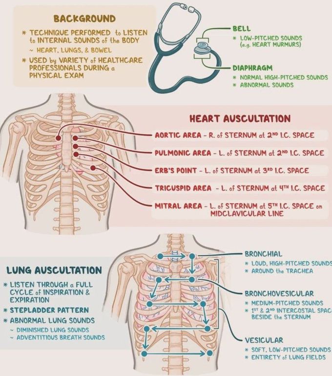 Heart and Lung Auscultation