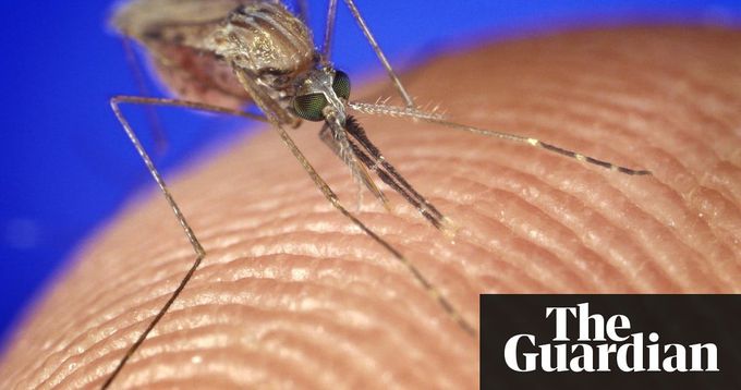 Dose entire population with anti-malaria drugs to eradicate disease – study