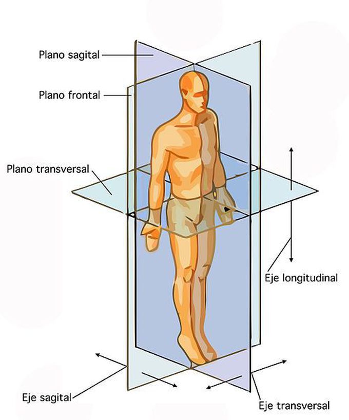 Body Planes