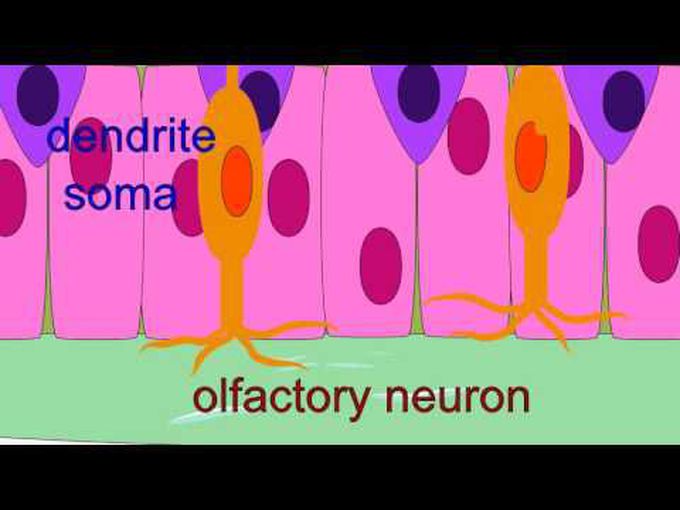 Olfactory epithelium