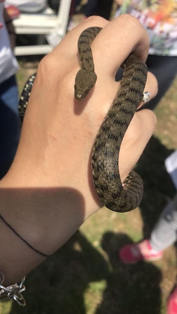Nartix tessellata