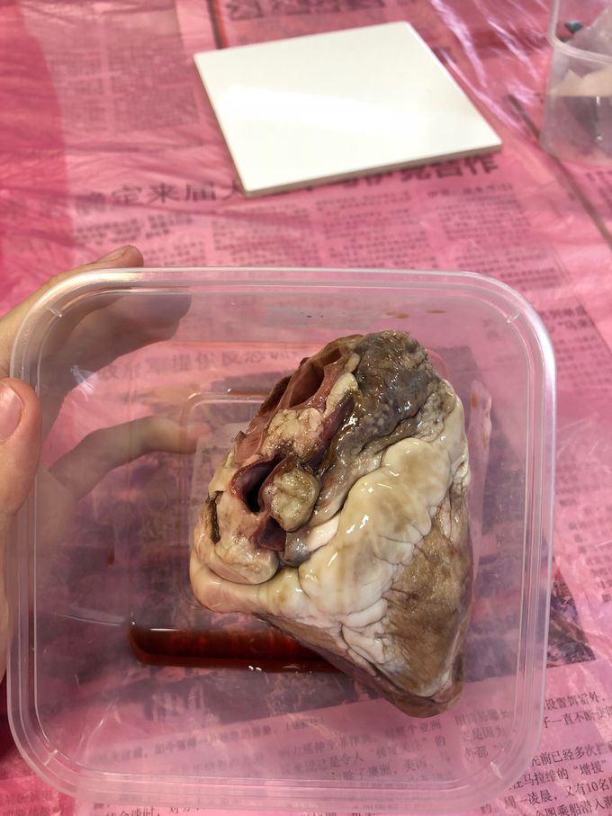 Dissect Sheep heart
