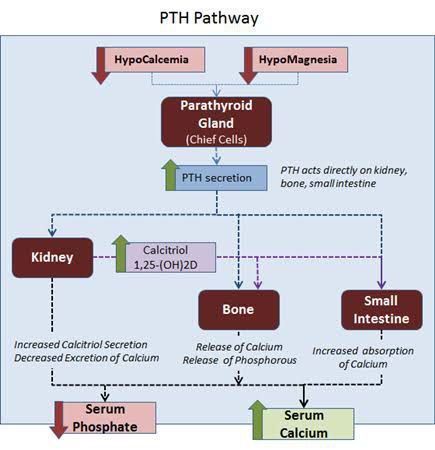 Parathyroid Hormone Pathway - MEDizzy