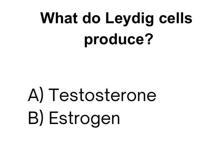 Leydig Cells