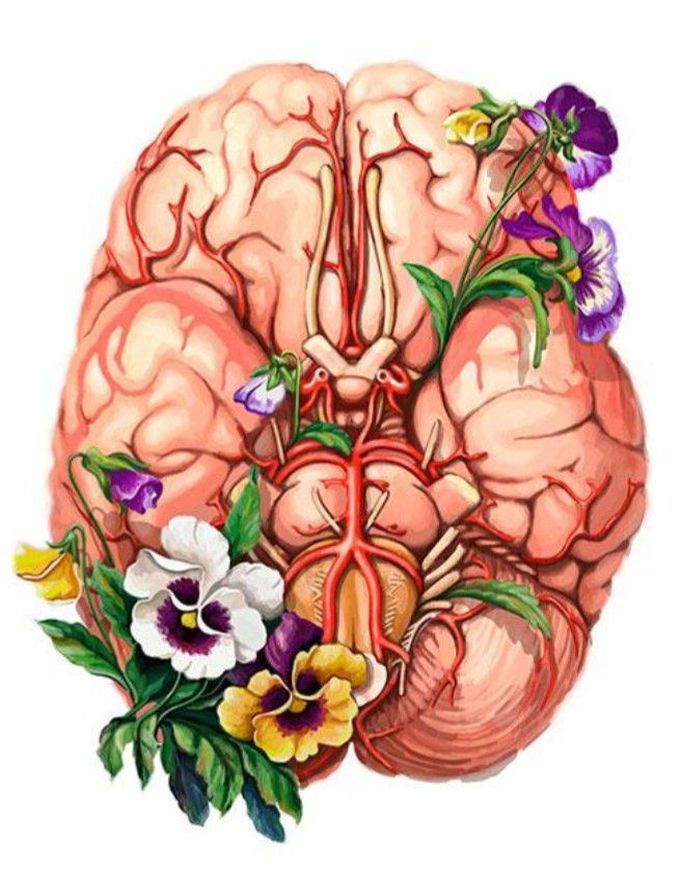 Flowring of the Brain