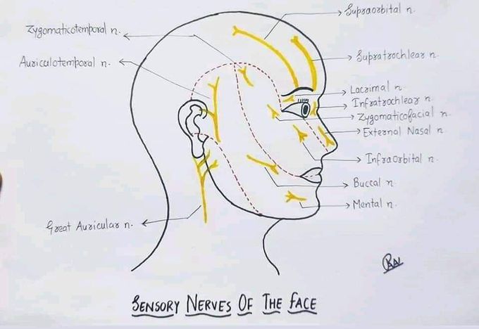 Sensory nerves of the face