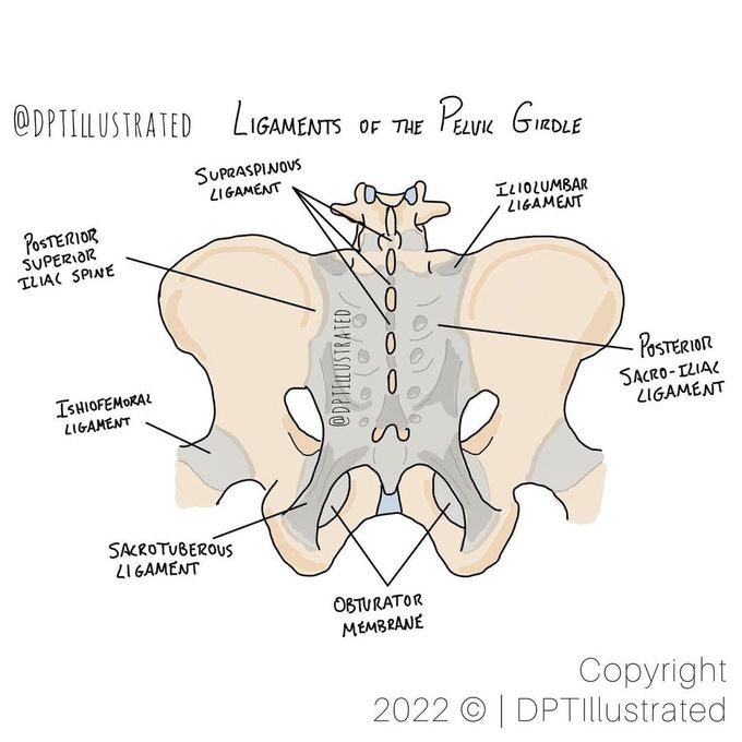 Ligaments of Pelvic Girdle
