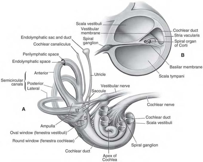 Anatomy middle ear