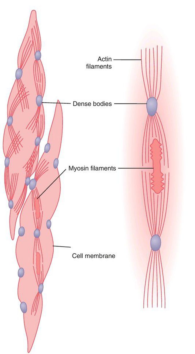 Physical structure of smooth muscle