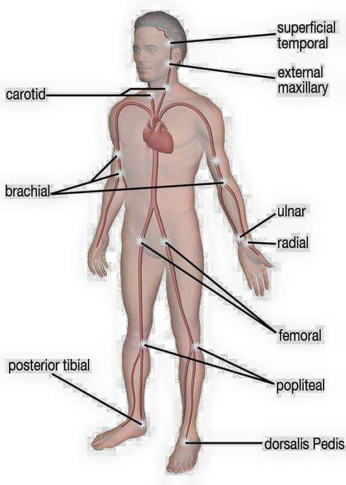 Sites for palpation of pulse