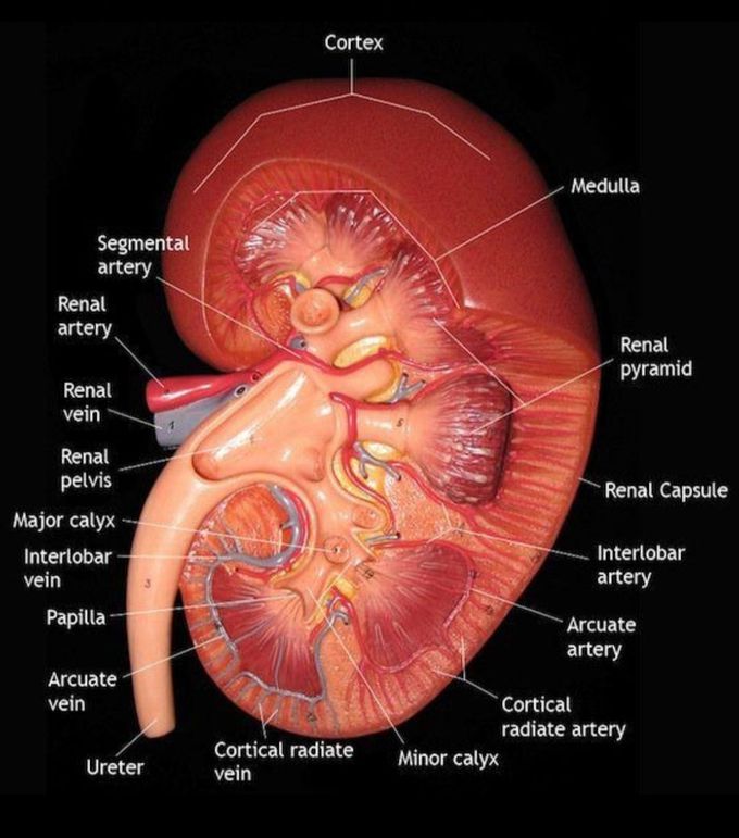 Basic anatomy of kidney